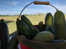 Cucumbers - community garden